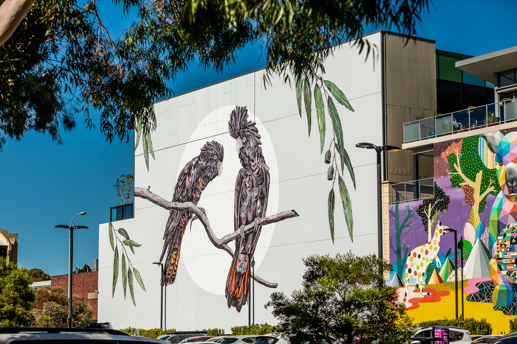 Picture of two parrots on a building wall