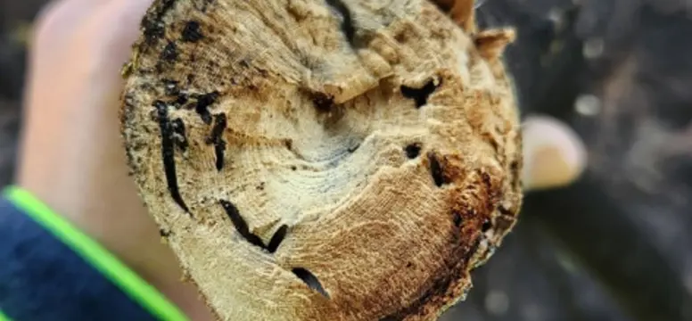 PSHB-infected-limb.jpg