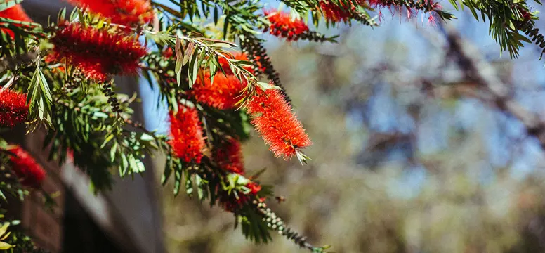 BottleBrush
