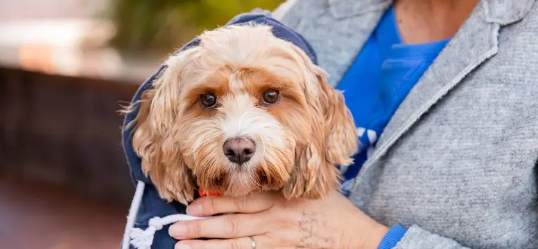 online dog registration