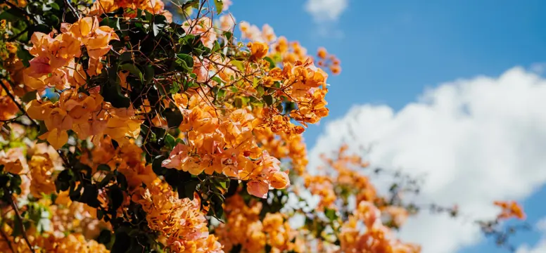 NativePlants 0577