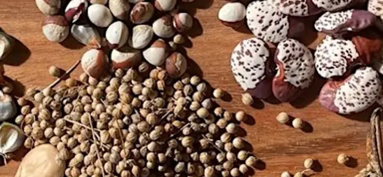 Seed Saving