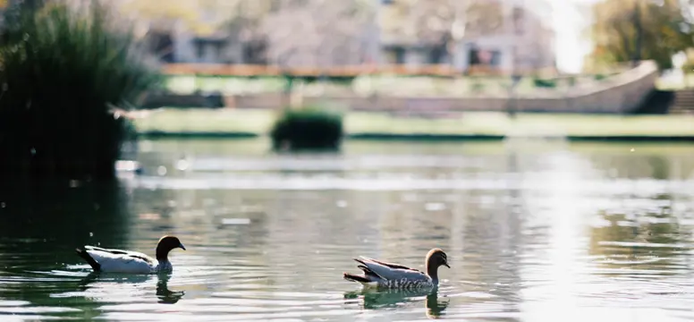 Ducks---Subi-Common-8361.jpg