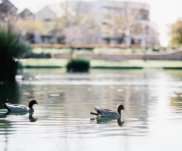 Ducks---Subi-Common-8361.jpg