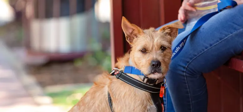 Dog on leash at bus stop