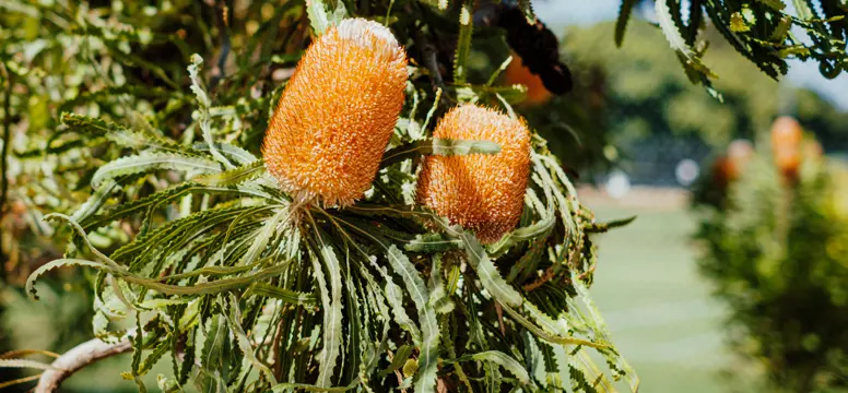 Banksia-0582.jpg