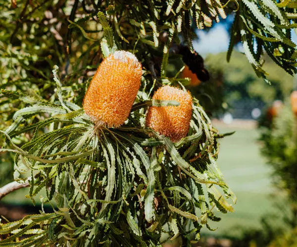 Banksia-0582.jpg