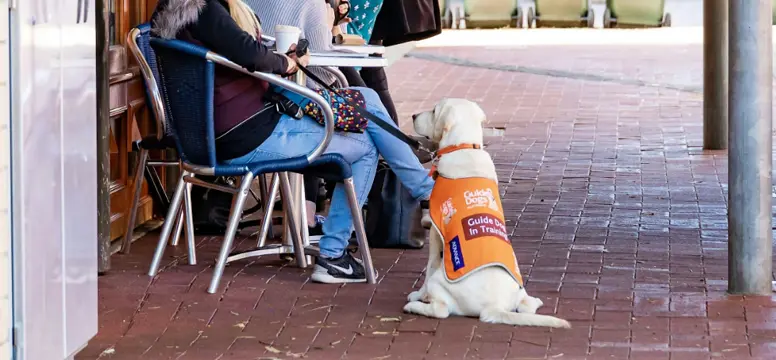 guide dogs.png