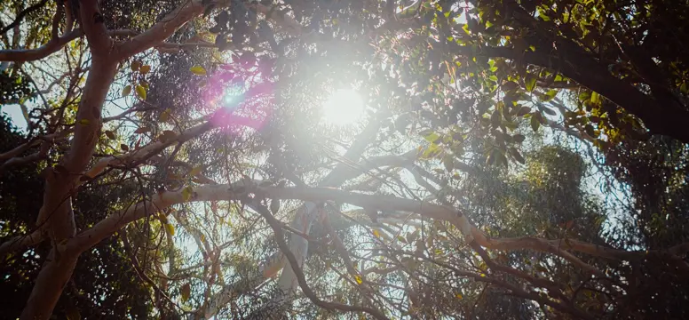 RankinReserve 1886 Tree Sunlight 1200x800