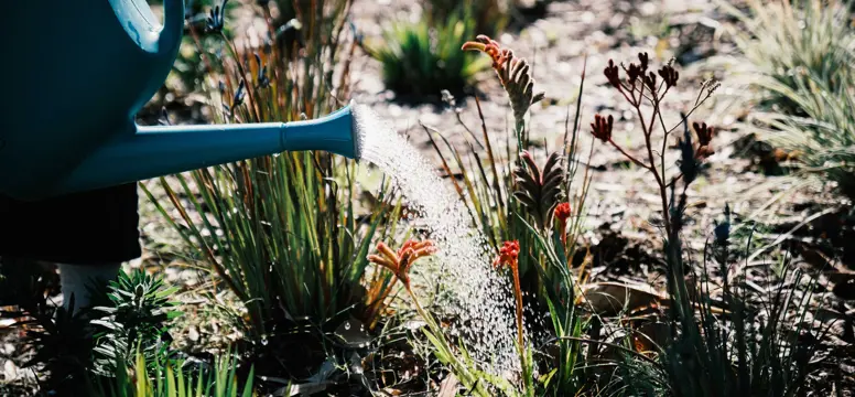 LPP Watering garden 7652