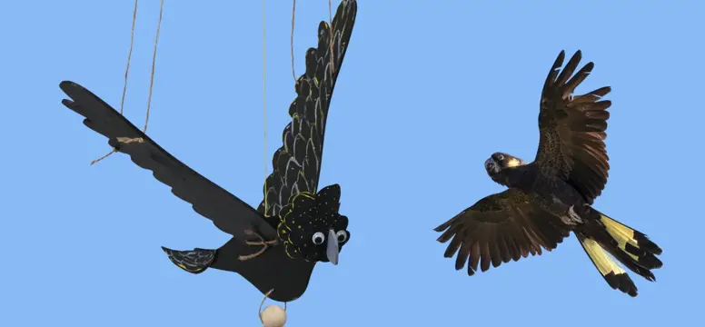 Bird pic.jpg