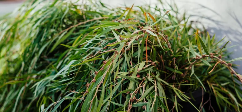 ParksGreenWaste 3152