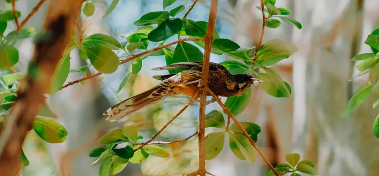 SubiBirds 0068 1200x800
