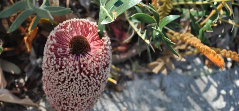 Resuzed_native plant subsidy