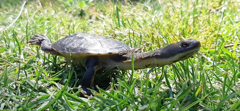 Juvenile Turtle Anthony Santoro
