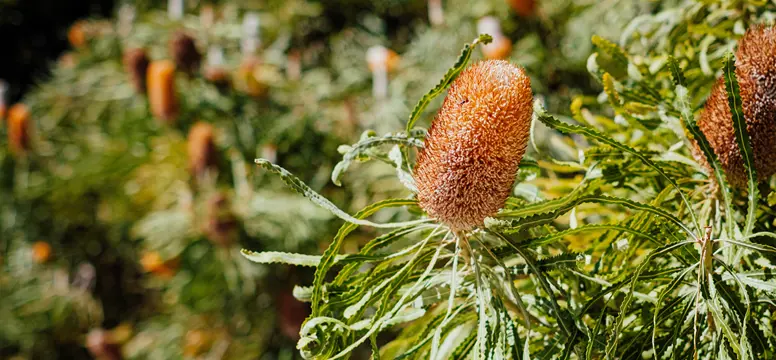 Banksia_banner
