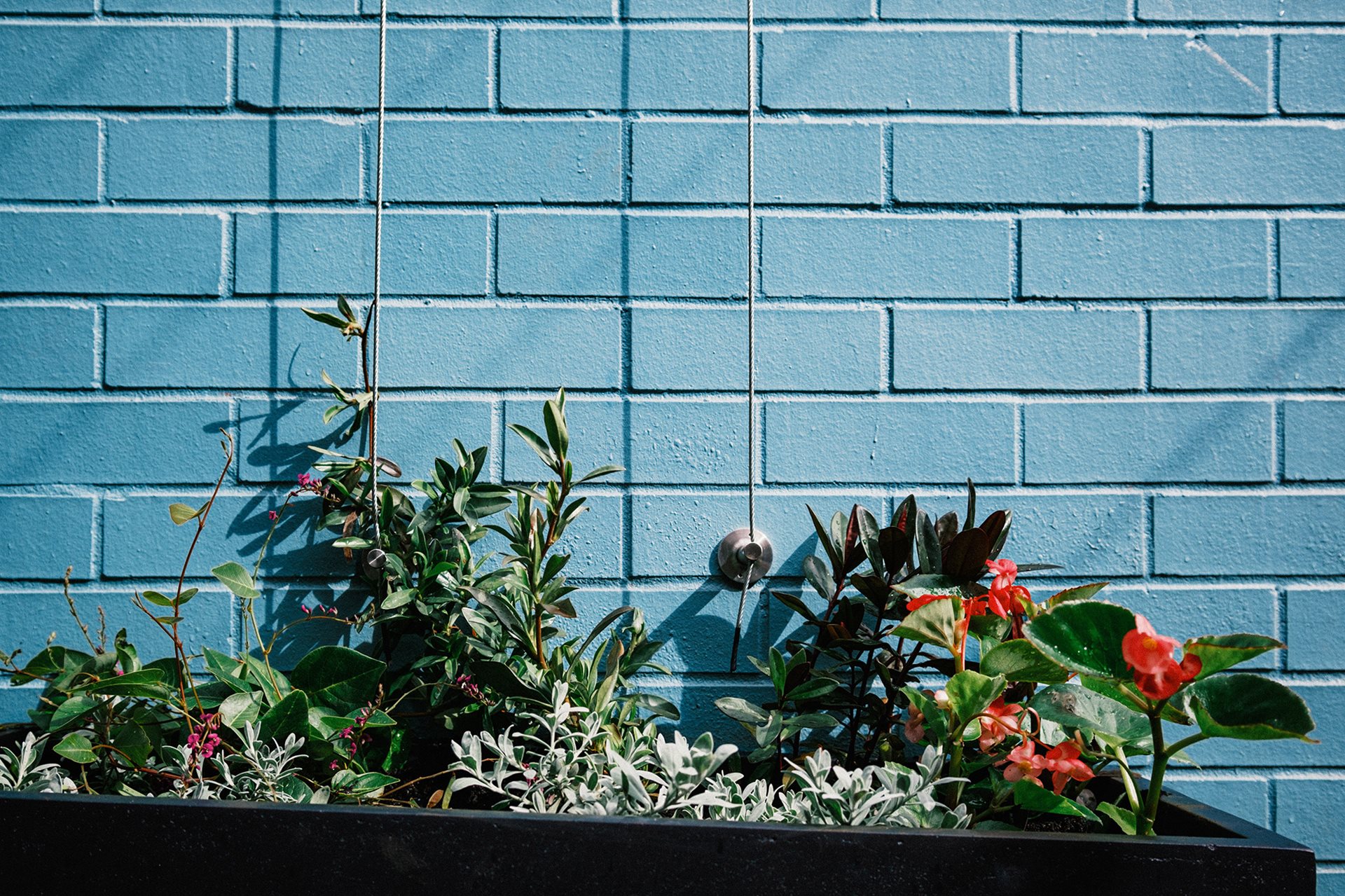 Image of newly planted plants in a pot, ready to grow up tensioned trellis