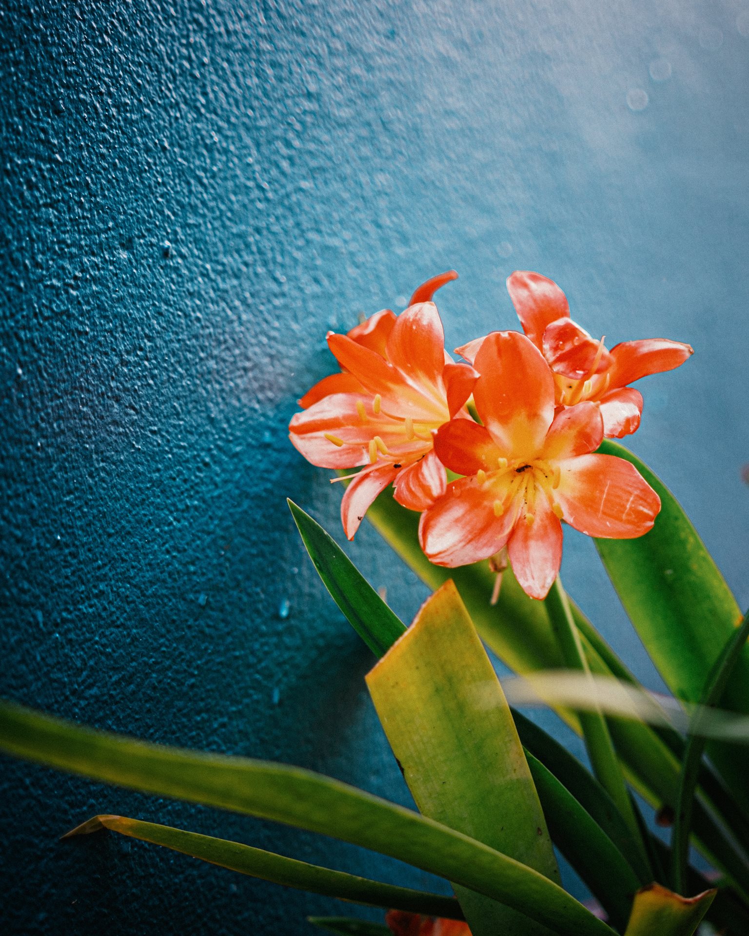 Blooming flowers in Walmsley Lane