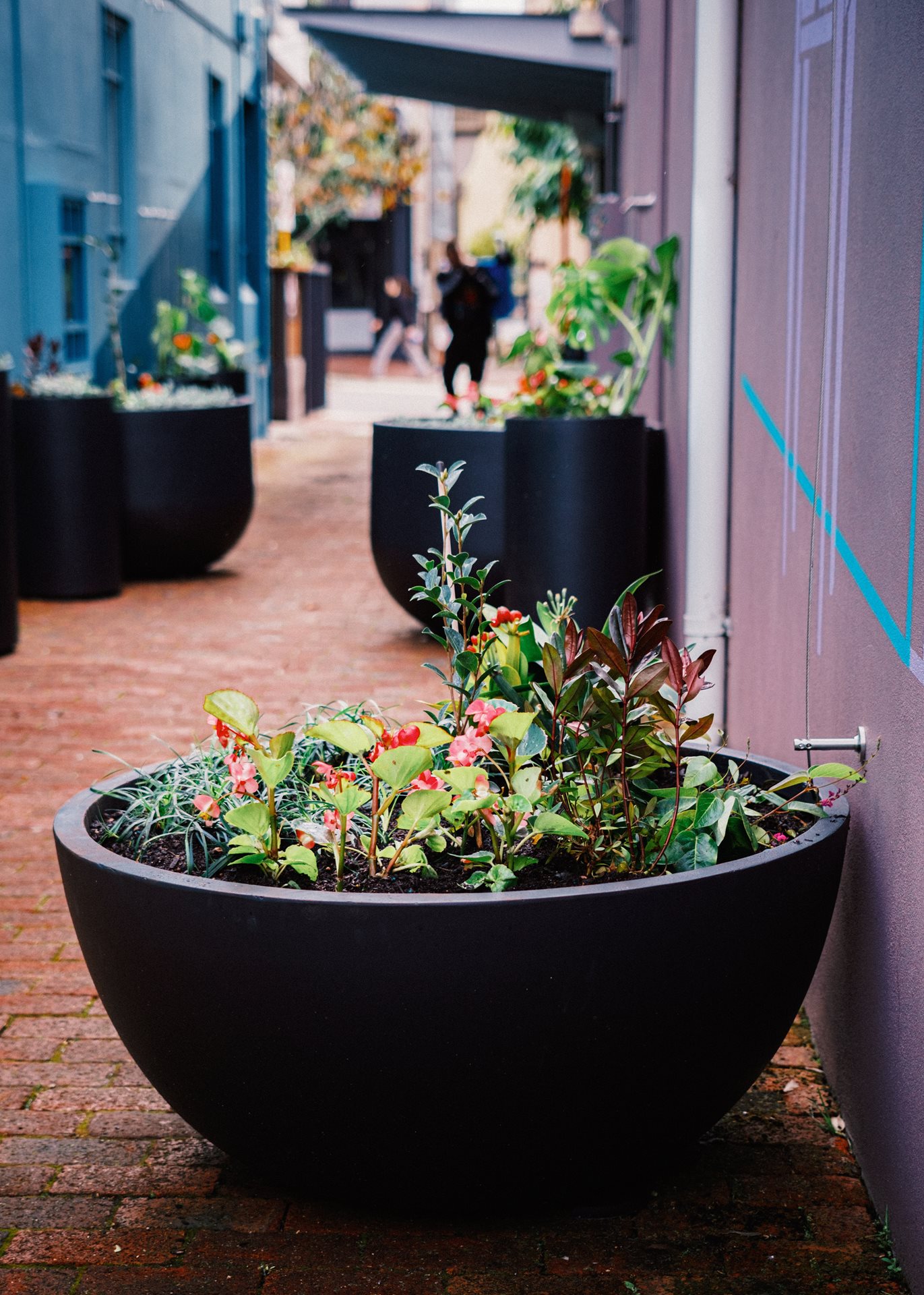 Image of laneway filled with plants