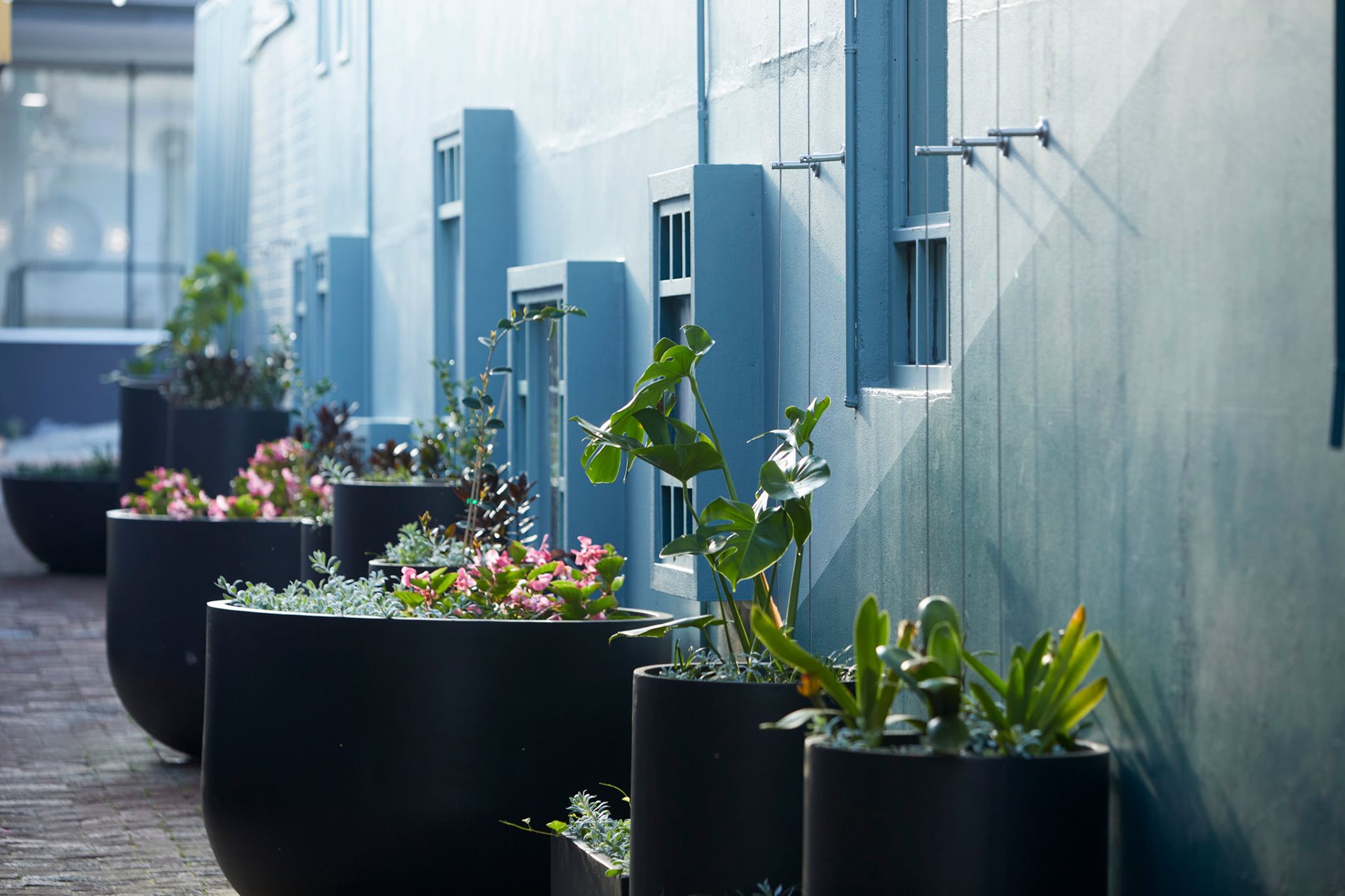 Image of laneway filled with plants